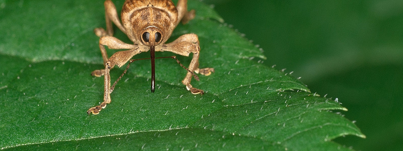 5 Tips Para Prevenir el Zika